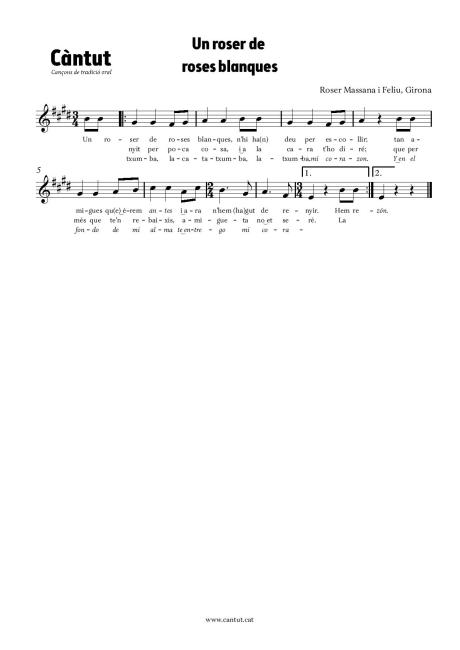 Un roser de roses blanques