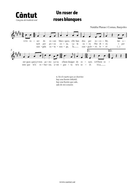 Un roser de roses blanques